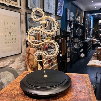 Skeleton of an Indonesian pit viper under a globe