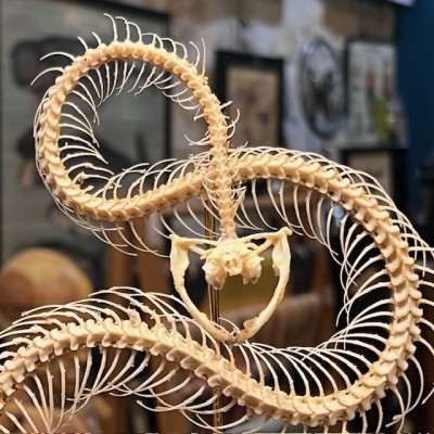Skeleton of an Indonesian pit viper under a globe