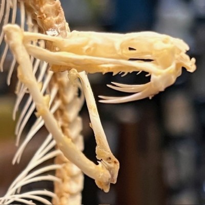Skeleton of an Indonesian pit viper under a globe