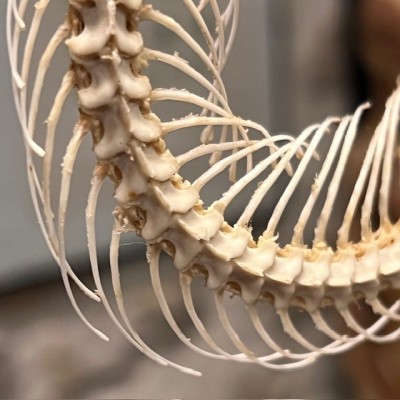 Skeleton of an Indonesian pit viper under a globe