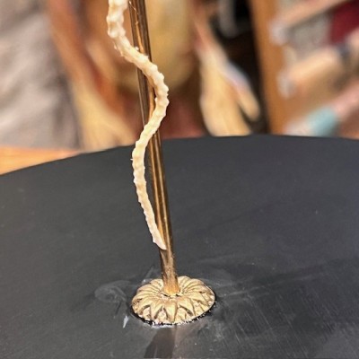 Skeleton of an Indonesian pit viper under a globe