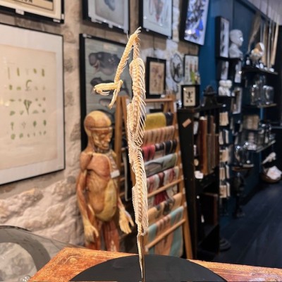 Skeleton of an Indonesian pit viper under a globe