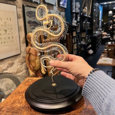 Squelette de Vipère Indonésienne sous globe - Trimeresurus insularis