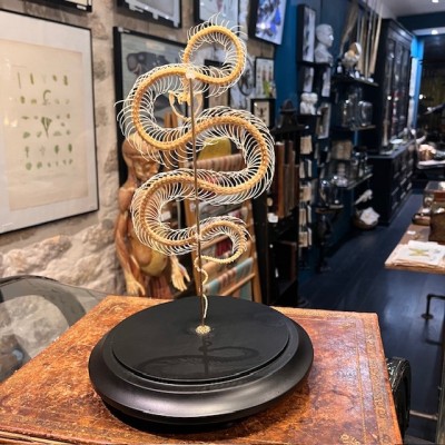 Squelette de Vipère Indonésienne sous globe - Trimeresurus insularis