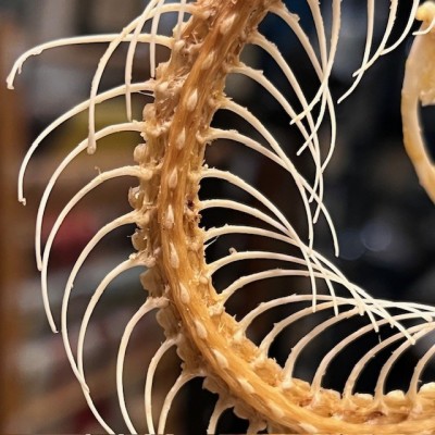 Skeleton of an Indonesian pit viper under a globe