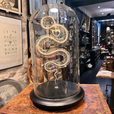 Skeleton of an Indonesian pit viper under a globe