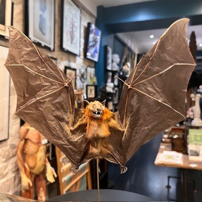 Chauve-souris ailes ouvertes sous globe - Cynopterus brachyotis