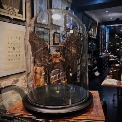 Chauve-souris ailes ouvertes sous globe - Cynopterus brachyotis