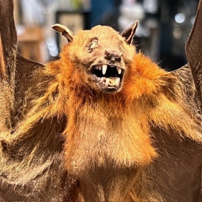 Chauve-souris ailes ouvertes sous globe - Cynopterus brachyotis