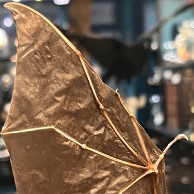 Bat with wings spread under glass globe - Cynopterus brachyotis