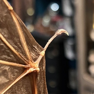 Bat with wings spread under glass globe - Cynopterus brachyotis