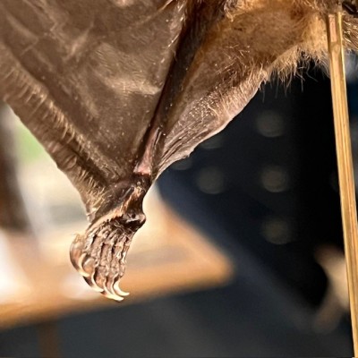 Chauve-souris ailes ouvertes sous globe - Cynopterus brachyotis