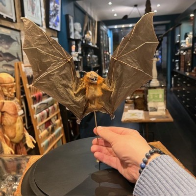 Bat with wings spread under glass globe - Cynopterus brachyotis