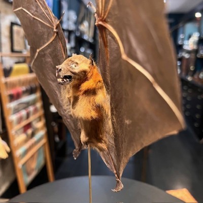 Bat with wings spread under glass globe - Cynopterus brachyotis