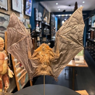 Chauve-souris ailes ouvertes sous globe - Cynopterus brachyotis