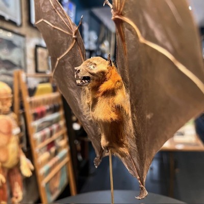 Chauve-souris ailes ouvertes sous globe - Cynopterus brachyotis