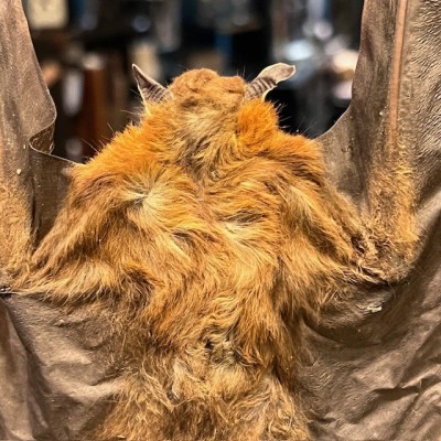 Chauve-souris ailes ouvertes sous globe - Cynopterus brachyotis