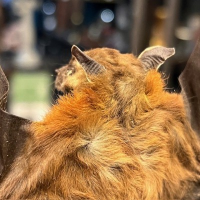 Chauve-souris ailes ouvertes sous globe - Cynopterus brachyotis