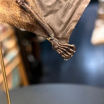 Chauve-souris ailes ouvertes sous globe - Cynopterus brachyotis
