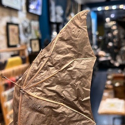 Chauve-souris ailes ouvertes sous globe - Cynopterus brachyotis