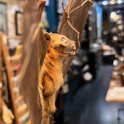 Bat with wings spread under glass globe - Cynopterus brachyotis
