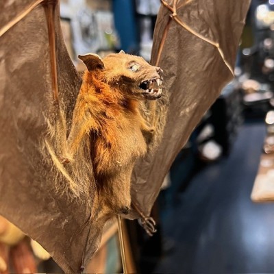 Bat with wings spread under glass globe - Cynopterus brachyotis