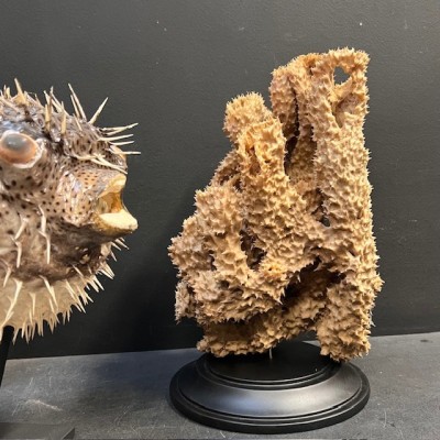 Yellow-tube sponge on base - Aplysina fistularis