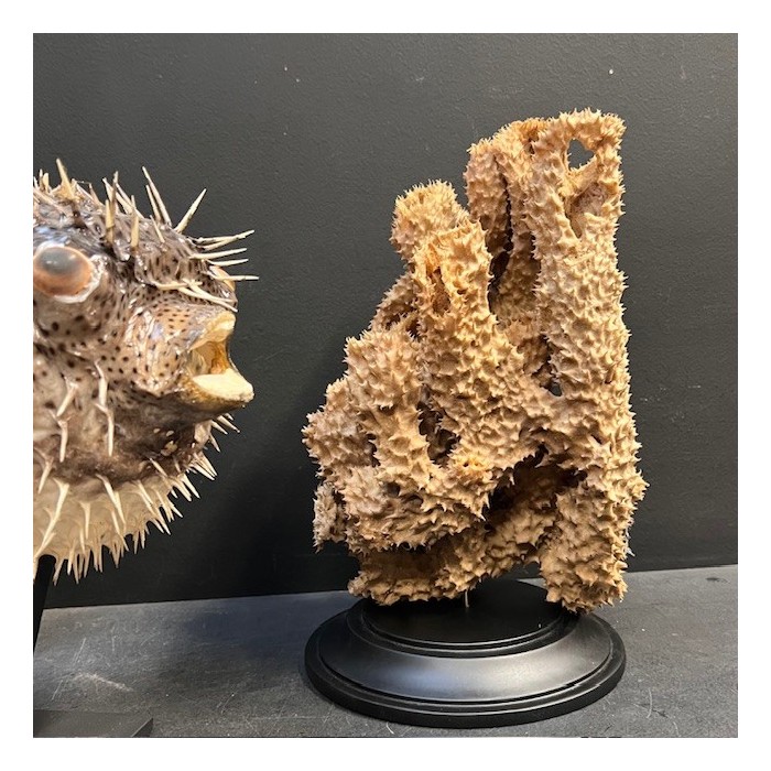 Yellow-tube sponge on base - Aplysina fistularis