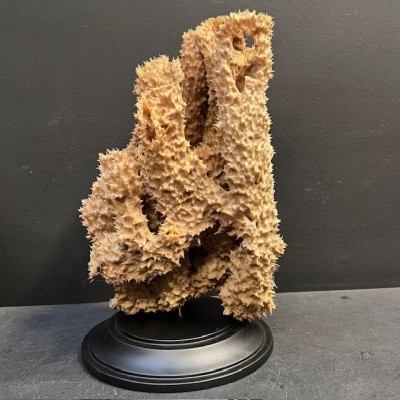 Yellow-tube sponge on base - Aplysina fistularis