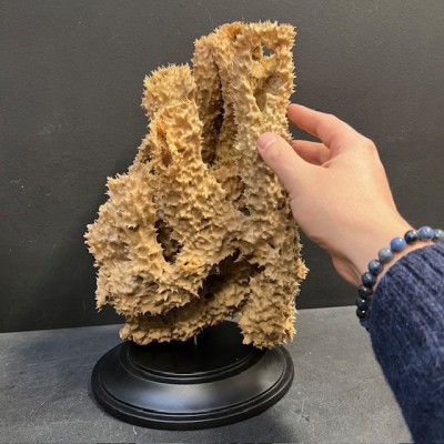 Yellow-tube sponge on base - Aplysina fistularis