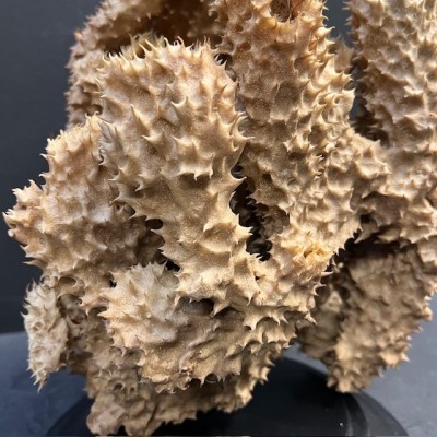 Yellow-tube sponge on base - Aplysina fistularis