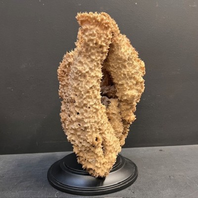 Yellow-tube sponge on base - Aplysina fistularis