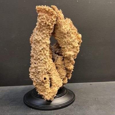 Yellow-tube sponge on base - Aplysina fistularis