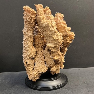 Yellow-tube sponge on base - Aplysina fistularis