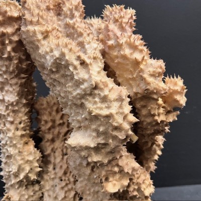 Yellow-tube sponge on base - Aplysina fistularis