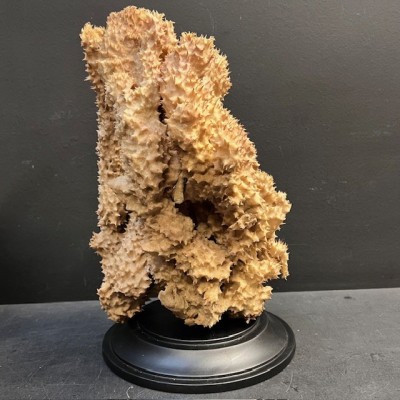 Yellow-tube sponge on base - Aplysina fistularis