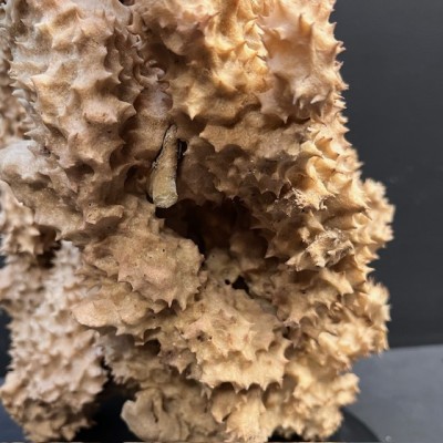 Yellow-tube sponge on base - Aplysina fistularis