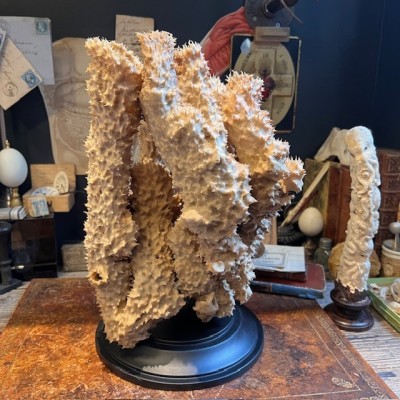 Yellow-tube sponge on base - Aplysina fistularis