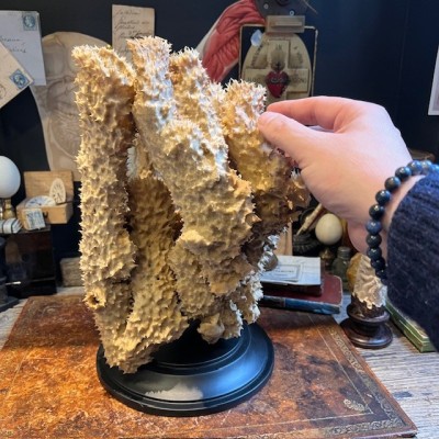 Yellow-tube sponge on base - Aplysina fistularis