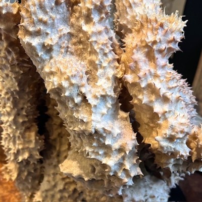 Yellow-tube sponge on base - Aplysina fistularis