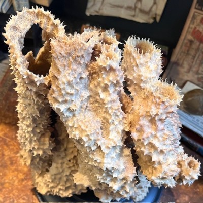 Yellow-tube sponge on base - Aplysina fistularis