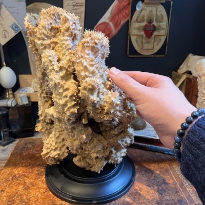 Yellow-tube sponge on base - Aplysina fistularis