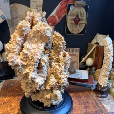 Yellow-tube sponge on base - Aplysina fistularis