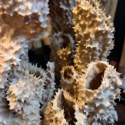 Yellow-tube sponge on base - Aplysina fistularis