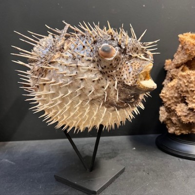 Large Puffer-Fish - Diodon on stand