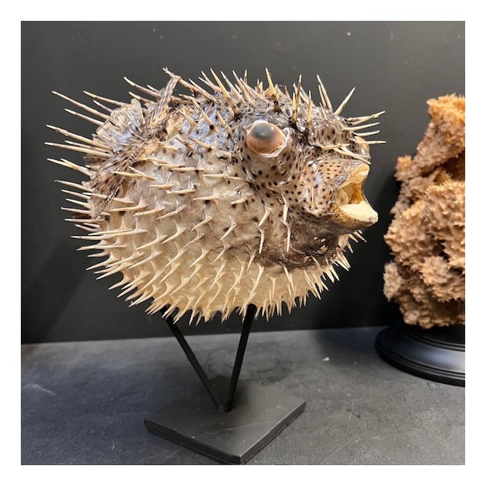 Grand poisson Diodon sur socle - Poisson globe