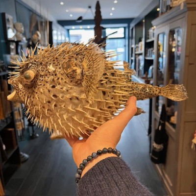 Grand poisson Diodon sur socle - Poisson globe