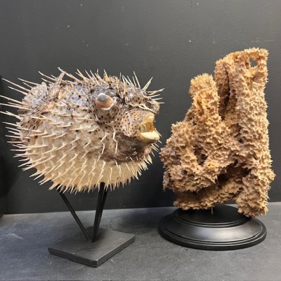 Large Puffer-Fish - Diodon on stand