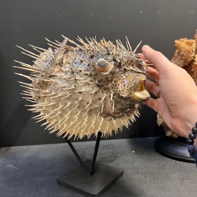 Grand poisson Diodon sur socle - Poisson globe