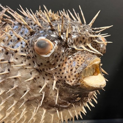 Large Puffer-Fish - Diodon on stand